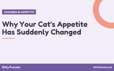 Why Your Cat’s Appetite Has Suddenly Changed